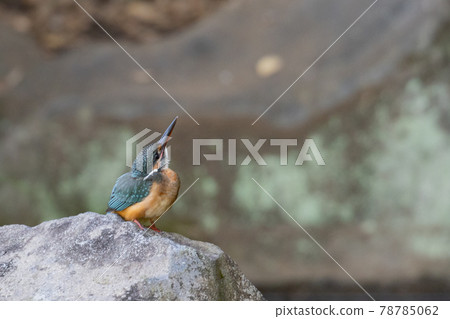 Ruri-colored popular kingfisher 78785062