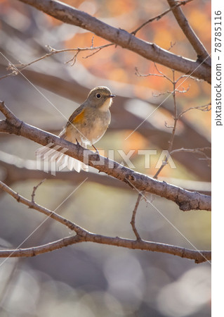 冬天在青金石中訪問的流行的紅腹藍尾魚的女性 78785116
