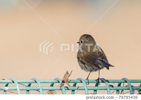 A female of the popular red-flanked bluetail who visits in winter in a lapis lazuli A female of the popular red-flanked bluetail who visits in winter in a lapis lazuli 78785436