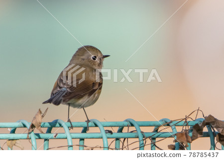 A female of the popular red-flanked bluetail who visits in winter in a lapis lazuli A female of the popular red-flanked bluetail who visits in winter in a lapis lazuli 78785437