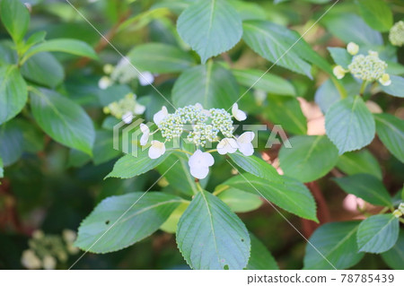 Gaku繡球花 Gaku繡球花 78785439
