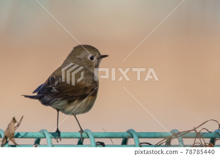 冬天在青金石中訪問的流行的紅腹藍尾魚的女性 冬天在青金石中訪問的流行的紅腹藍尾魚的女性 78785440
