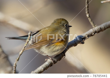 A female of the popular red-flanked bluetail who visits in winter in a lapis lazuli 78785441
