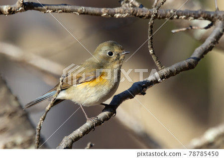 冬天在青金石中訪問的流行的紅腹藍尾魚的女性 冬天在青金石中訪問的流行的紅腹藍尾魚的女性 78785450