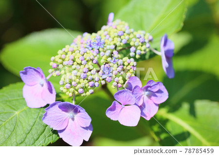 Gaku繡球花 Gaku繡球花 78785459
