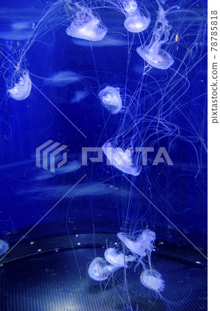 江之島水族館水母 78785818