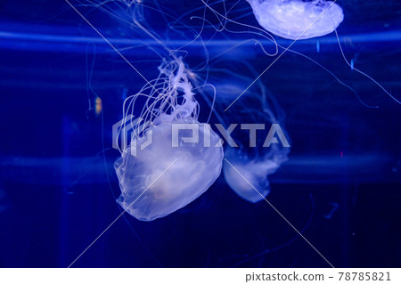 Enoshima Aquarium jellyfish Enoshima Aquarium jellyfish 78785821
