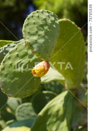 Prickly pear fruit - cactus fruit Prickly pear fruit - cactus fruit 78785836