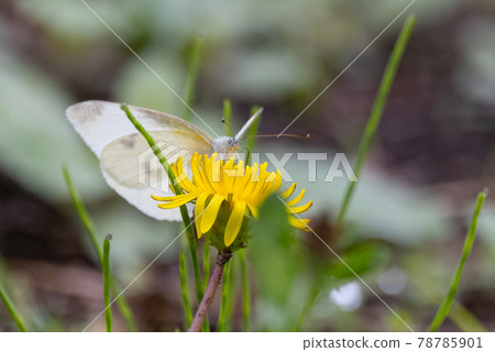 A white fairy fluttering and fluttering, a cabbage white butterfly 78785901