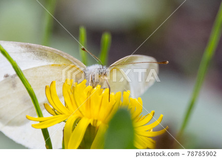 A white fairy fluttering and fluttering, a cabbage white butterfly 78785902