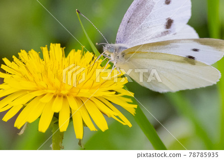 A white fairy fluttering and fluttering, a cabbage white butterfly A white fairy fluttering and fluttering, a cabbage white butterfly 78785935