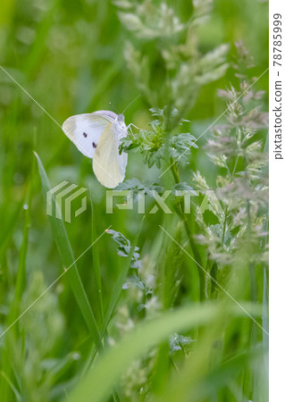 A white fairy fluttering and fluttering, a cabbage white butterfly A white fairy fluttering and fluttering, a cabbage white butterfly 78785999