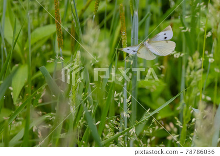 A white fairy fluttering and fluttering, a cabbage white butterfly 78786036