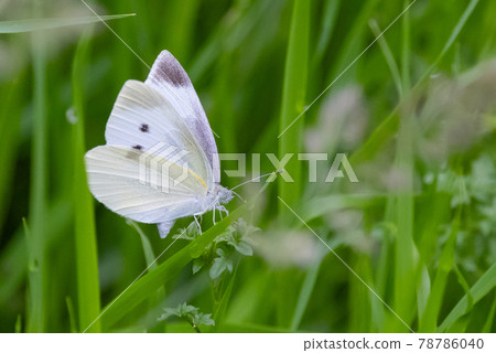 一隻白色的仙女飄飄著,一隻白菜蝴蝶 一隻白色的仙女飄飄著,一隻白菜蝴蝶 78786040