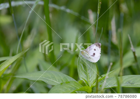 一隻白色的仙女飄飄著，一隻白菜蝴蝶 78786080