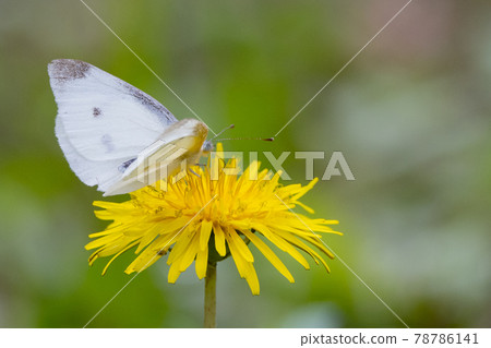 A white fairy fluttering and fluttering, a cabbage white butterfly 78786141