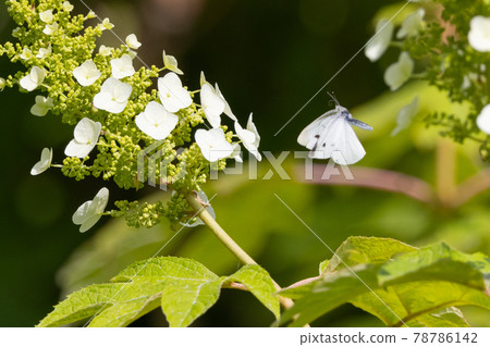 A white fairy fluttering and fluttering, a cabbage white butterfly A white fairy fluttering and fluttering, a cabbage white butterfly 78786142