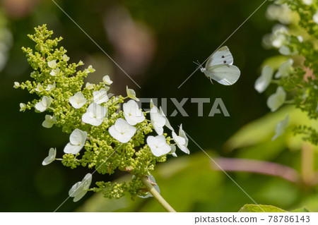 A white fairy fluttering and fluttering, a cabbage white butterfly A white fairy fluttering and fluttering, a cabbage white butterfly 78786143