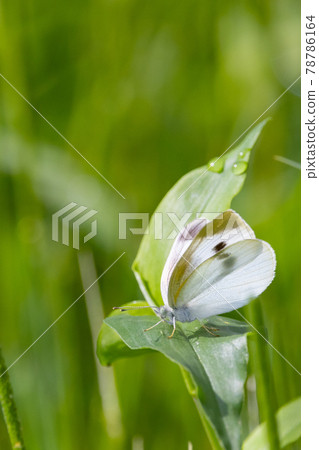 一隻白色的仙女飄飄著，一隻白菜蝴蝶 78786164