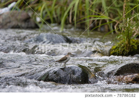 長野縣白馬村（姬川）水邊可愛的鷸 78786182