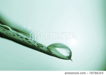 Up of olive leaves with drops on a green background 78786203