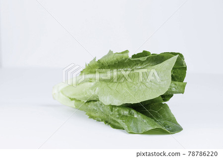 在白色背景上的長葉萵苣 在白色背景上的長葉萵苣 78786220