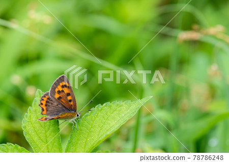 Lycaena phlaeas Lycaena phlaeas 78786248