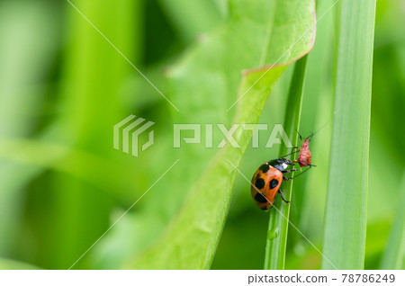 Coccinella septempunctata catching aphids Coccinella septempunctata catching aphids 78786249