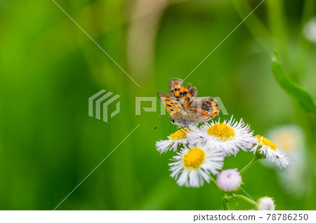 Lycaena phlaeas Lycaena phlaeas 78786250