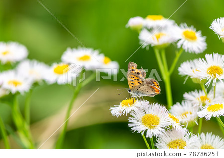 Lycaena phlaeas Lycaena phlaeas 78786251