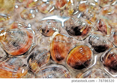 除沙風格的“ Shishimi的Shishimi湖” 78786320