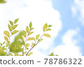 天空和樹枝 78786322