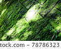 苔蘚牆 78786323
