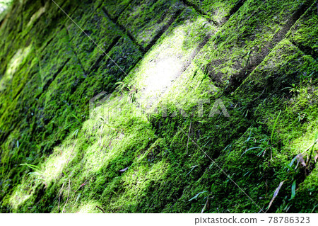 苔蘚牆 苔蘚牆 78786323