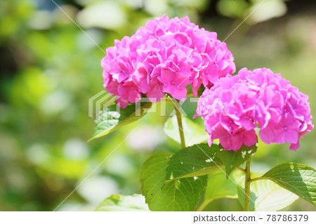 hydrangea flower 78786379