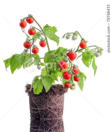 Delicious fresh cherry tomatoes isolated on white background. Delicious fresh cherry tomatoes isolated on white background. 78786435