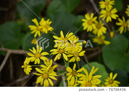 wa花 wa花 78786436