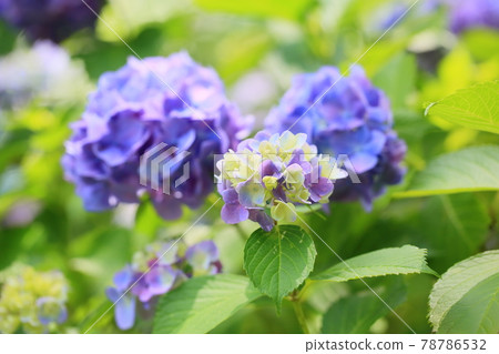 hydrangea flower 78786532