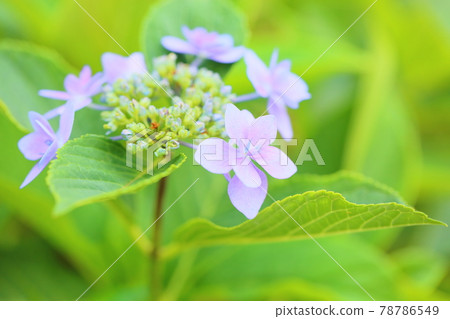 Gaku繡球花 Gaku繡球花 78786549