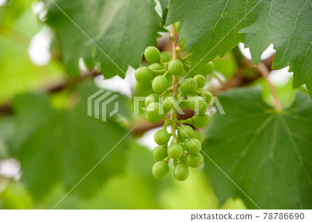 Young fruits of grapes 78786690