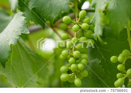 Young fruits of grapes 78786691