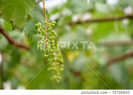 Young fruits of grapes 78786693