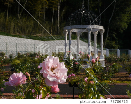 Rose garden in Nozuta Park (Machida City, Tokyo) 78786715