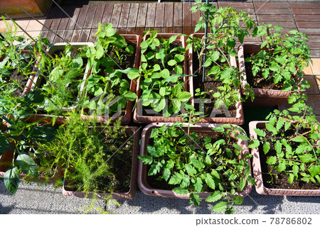 Saving & eco-living in the vegetable garden Vegetable garden on the roof balcony 78786802