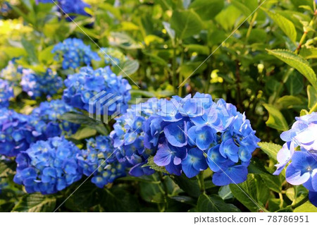 Vividly blooming hydrangea scenery during the rainy season Vividly blooming hydrangea scenery during the rainy season 78786951