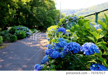 明亮的藍色繡球路風景 明亮的藍色繡球路風景 78787017