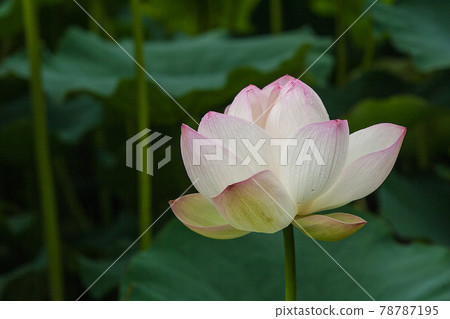 Lotus flower  78787195
