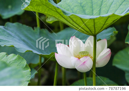 Lotus flower  78787196