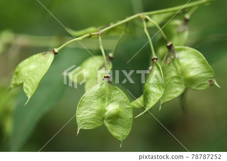 Natural plant Staphylea pinnata, fruit in early June. Long peduncle hanging, with a few seeds inside Natural plant Staphylea pinnata, fruit in early June. Long peduncle hanging, with a few seeds inside 78787252