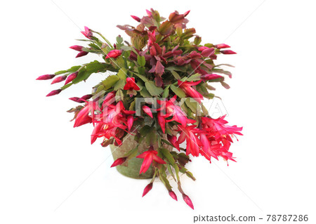 Christmas Cactus With Pink Flowers S. truncata on white background 78787286
